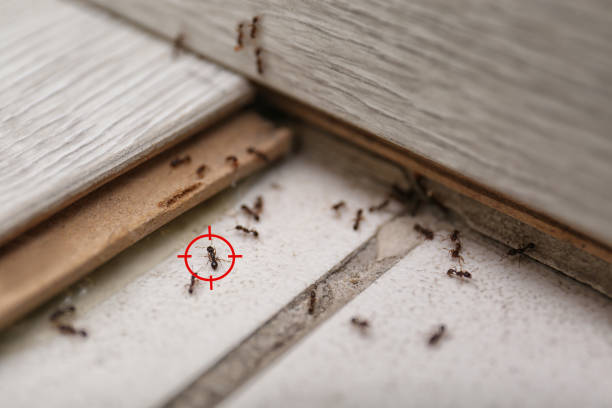 Best Residential Pest Control  in Paulina, LA