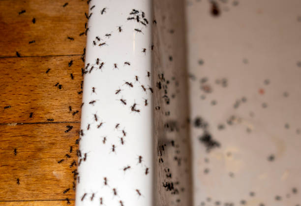 Spider Control Near Me in Paulina, LA